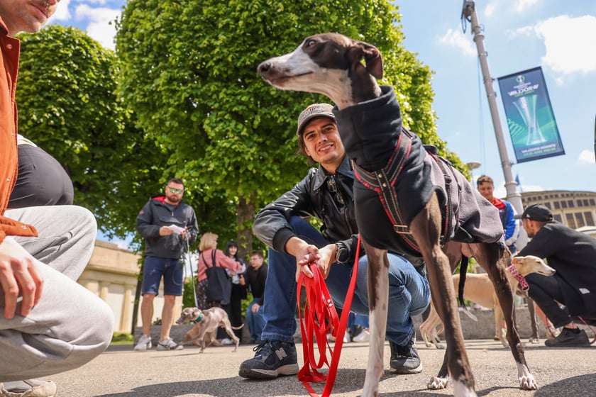 Wrocławski Charytatywny Spacer z Chartami we Wrocławiu z okazji Wiosennego Dnia Charta
