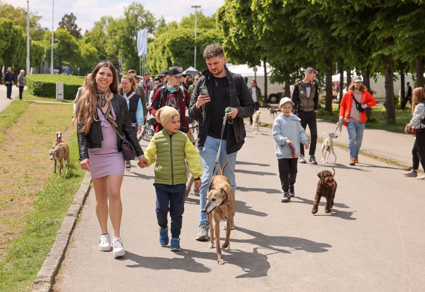 Wrocławski Charytatywny Spacer z Chartami we Wrocławiu z okazji Wiosennego Dnia Charta
