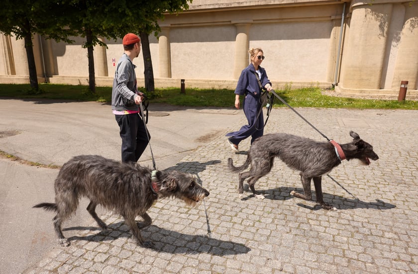 Wrocławski Charytatywny Spacer z Chartami we Wrocławiu z okazji Wiosennego Dnia Charta