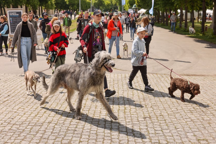 Wrocławski Charytatywny Spacer z Chartami we Wrocławiu z okazji Wiosennego Dnia Charta