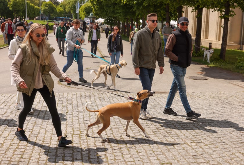 Wrocławski Charytatywny Spacer z Chartami we Wrocławiu z okazji Wiosennego Dnia Charta