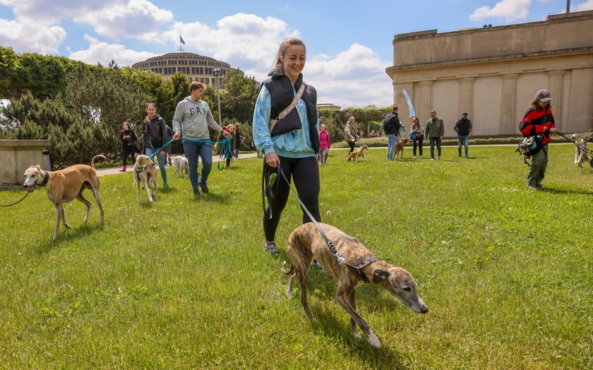 Wrocławski Charytatywny Spacer z Chartami we Wrocławiu z okazji Wiosennego Dnia Charta