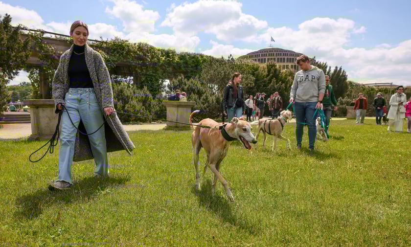 Wrocławski Charytatywny Spacer z Chartami we Wrocławiu z okazji Wiosennego Dnia Charta