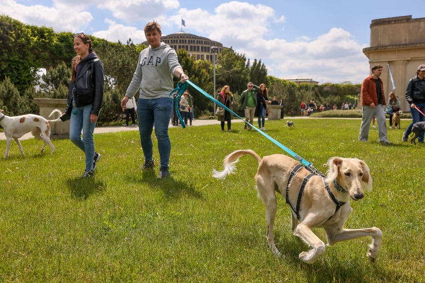 Wrocławski Charytatywny Spacer z Chartami we Wrocławiu z okazji Wiosennego Dnia Charta