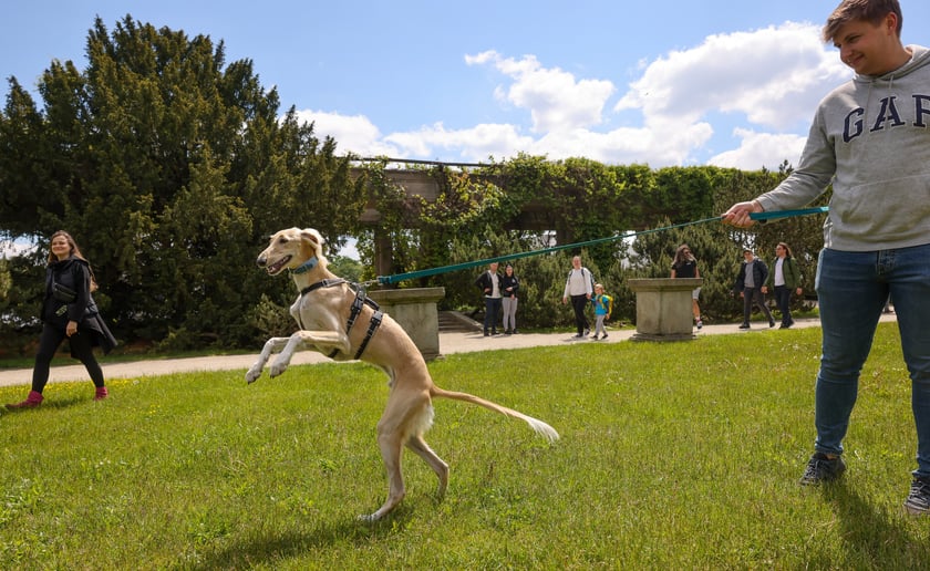 Wrocławski Charytatywny Spacer z Chartami we Wrocławiu z okazji Wiosennego Dnia Charta