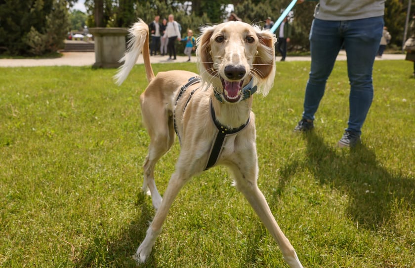 Wrocławski Charytatywny Spacer z Chartami we Wrocławiu z okazji Wiosennego Dnia Charta