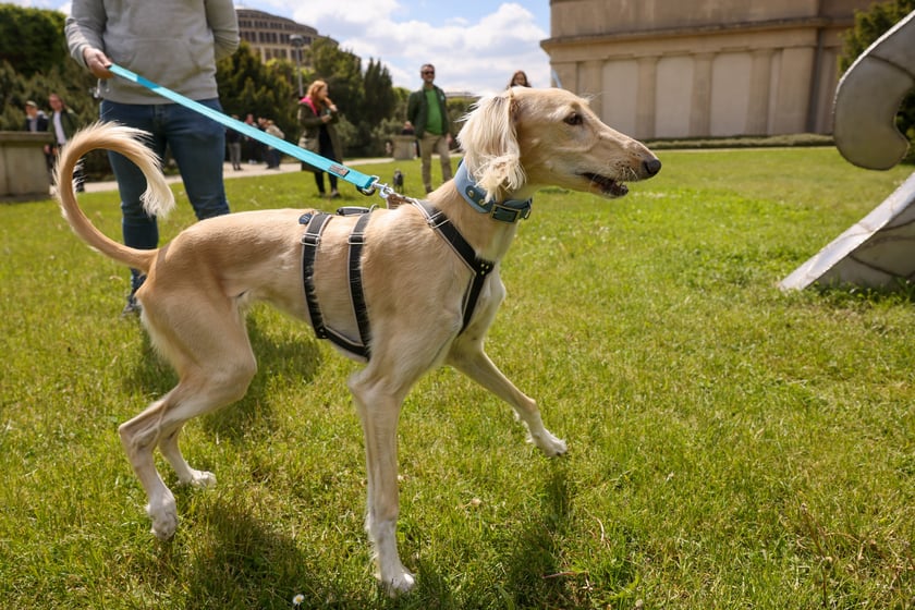 Wrocławski Charytatywny Spacer z Chartami we Wrocławiu z okazji Wiosennego Dnia Charta