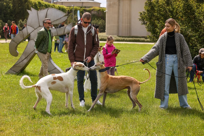 Wrocławski Charytatywny Spacer z Chartami we Wrocławiu z okazji Wiosennego Dnia Charta