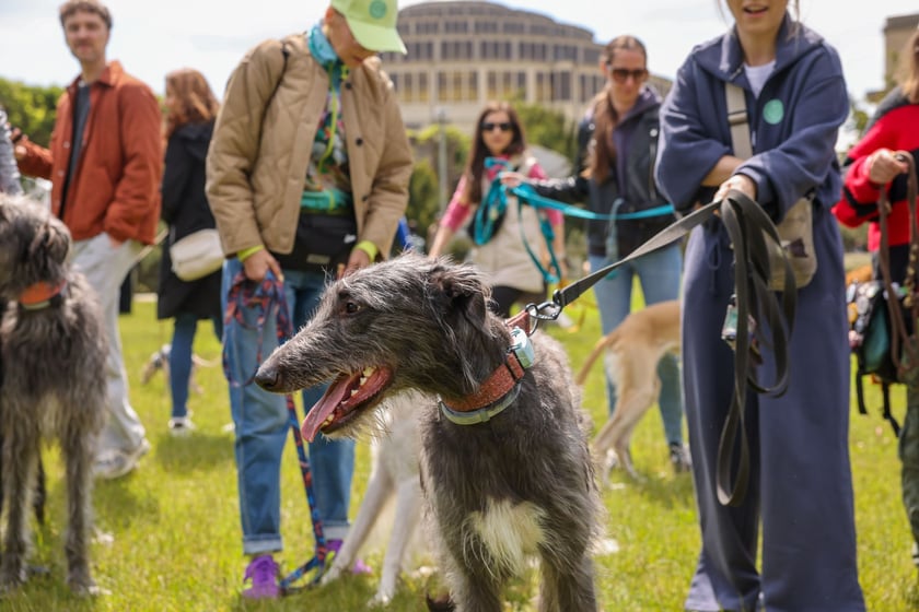 Wrocławski Charytatywny Spacer z Chartami we Wrocławiu z okazji Wiosennego Dnia Charta