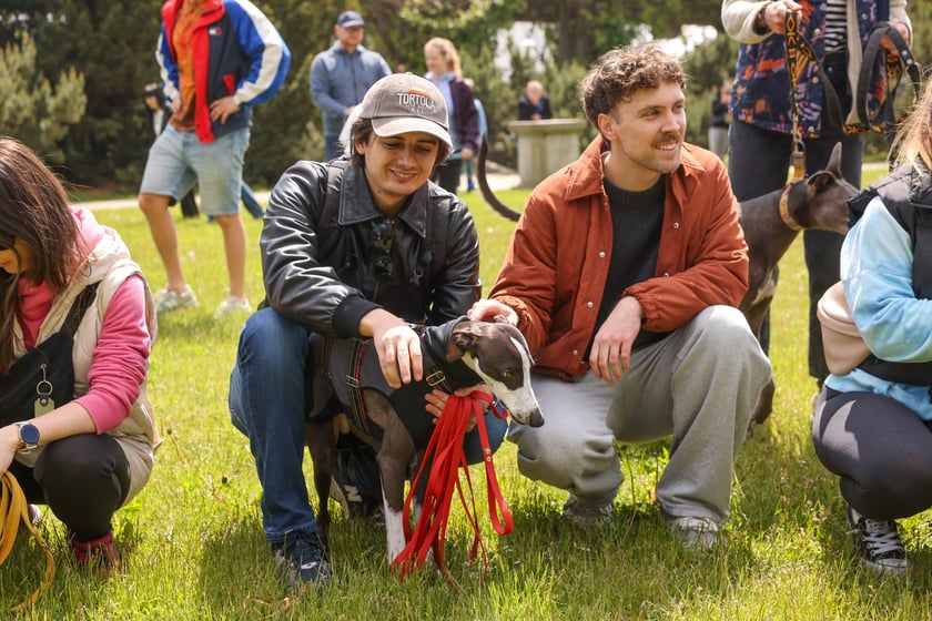 Wrocławski Charytatywny Spacer z Chartami we Wrocławiu z okazji Wiosennego Dnia Charta