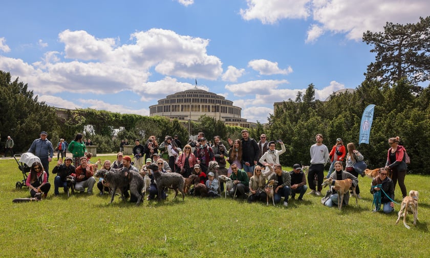 Wrocławski Charytatywny Spacer z Chartami we Wrocławiu z okazji Wiosennego Dnia Charta