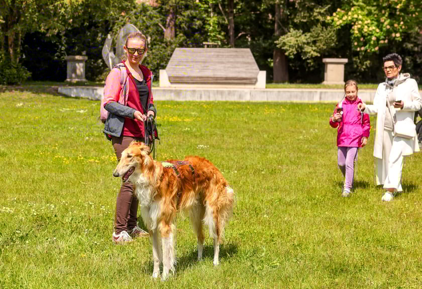 Wrocławski Charytatywny Spacer z Chartami we Wrocławiu z okazji Wiosennego Dnia Charta