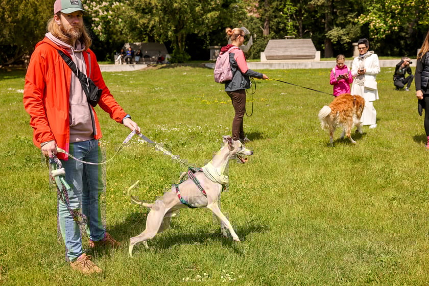 Wrocławski Charytatywny Spacer z Chartami we Wrocławiu z okazji Wiosennego Dnia Charta