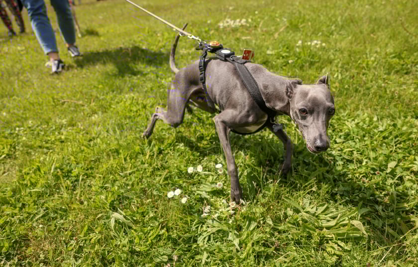 Wrocławski Charytatywny Spacer z Chartami we Wrocławiu z okazji Wiosennego Dnia Charta