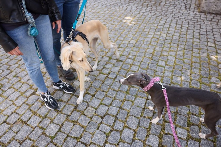 Wrocławski Charytatywny Spacer z Chartami we Wrocławiu z okazji Wiosennego Dnia Charta