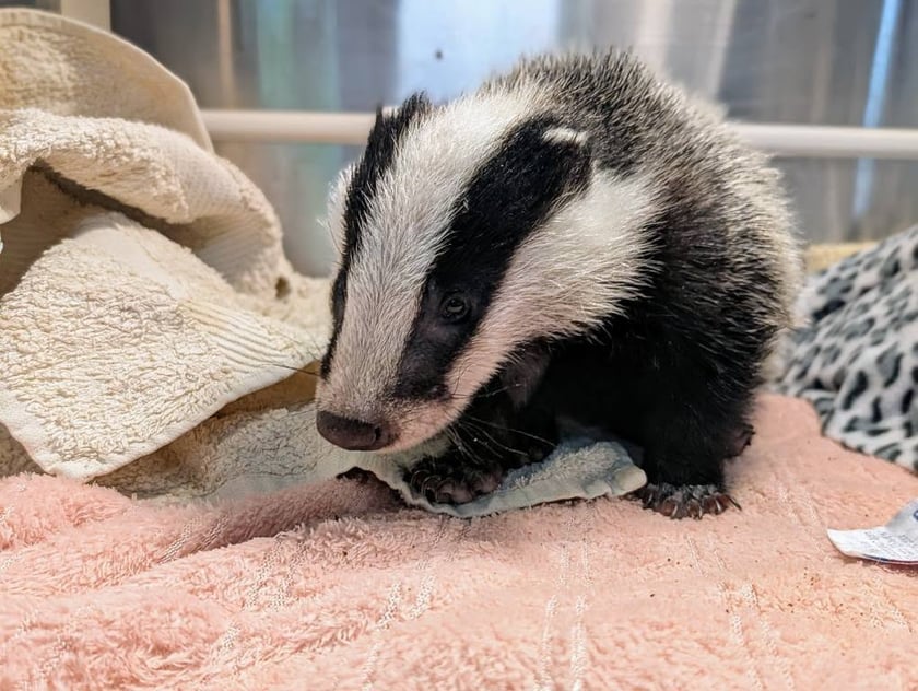 Borsuk pod opieką wrocławskie Ekostraży