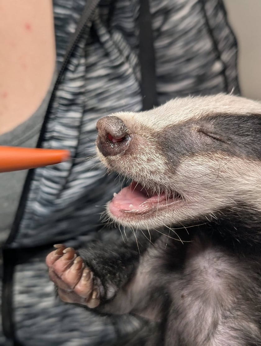 Borsuk pod opieką wrocławskie Ekostraży