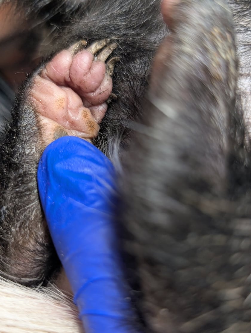 Borsuk pod opieką wrocławskie Ekostraży