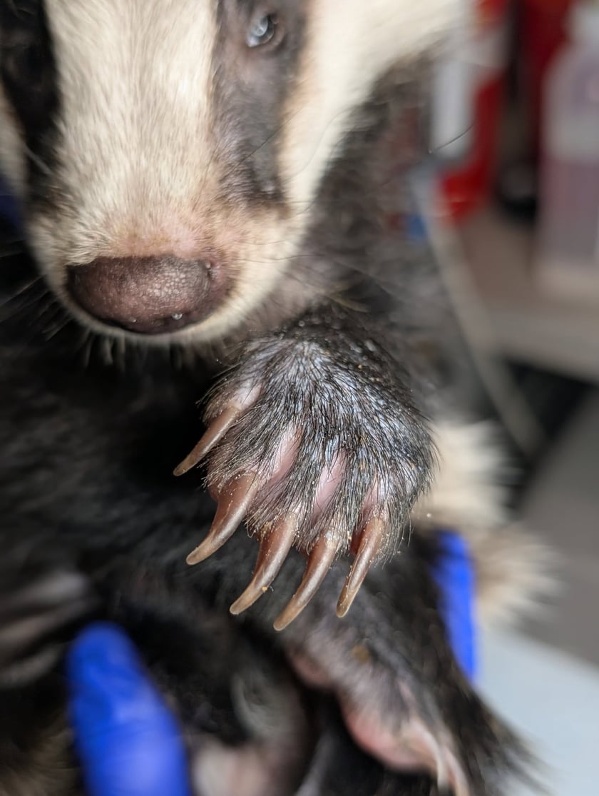 Borsuk pod opieką wrocławskie Ekostraży