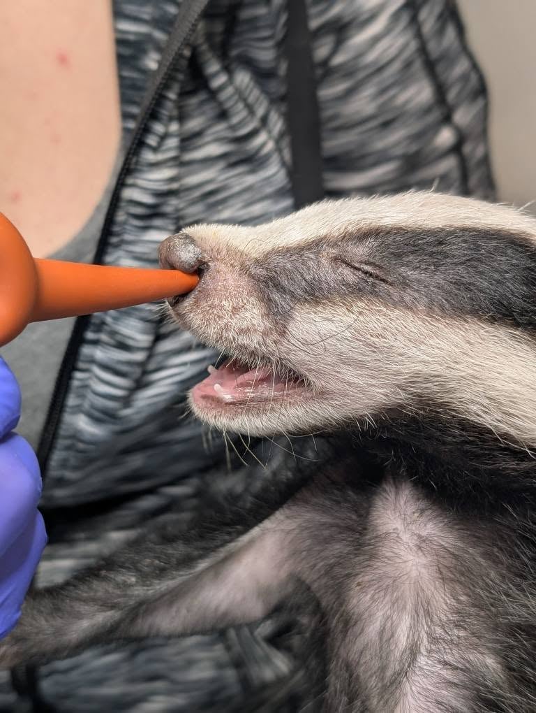 Borsuk pod opieką wrocławskie Ekostraży