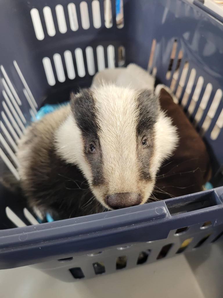 Borsuk pod opieką wrocławskie Ekostraży