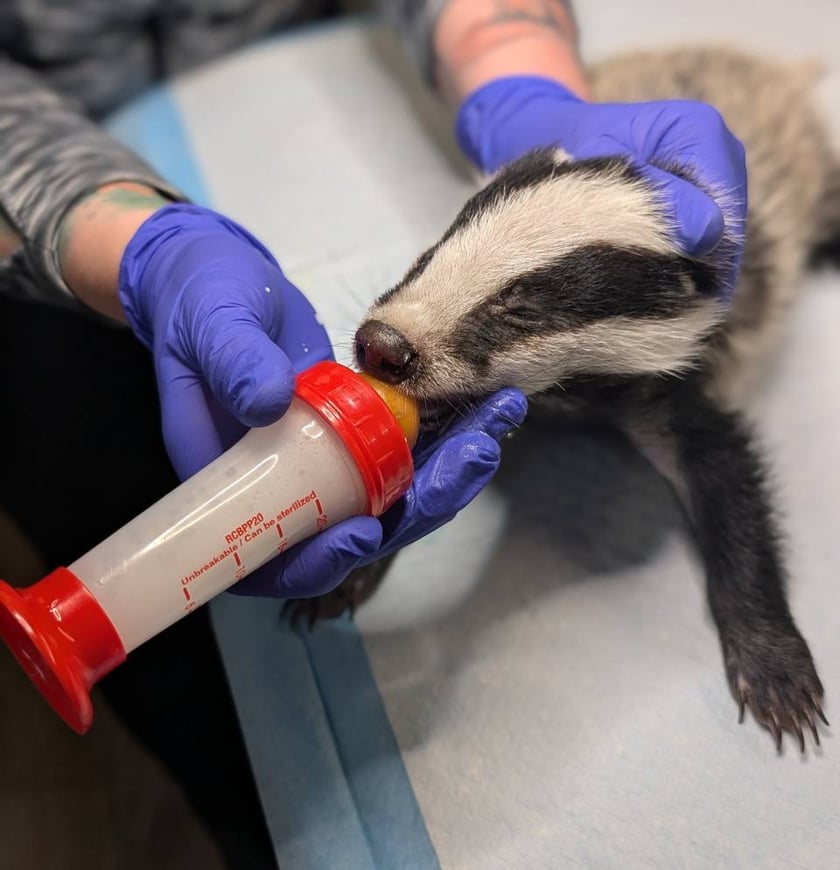 Borsuk pod opieką wrocławskie Ekostraży