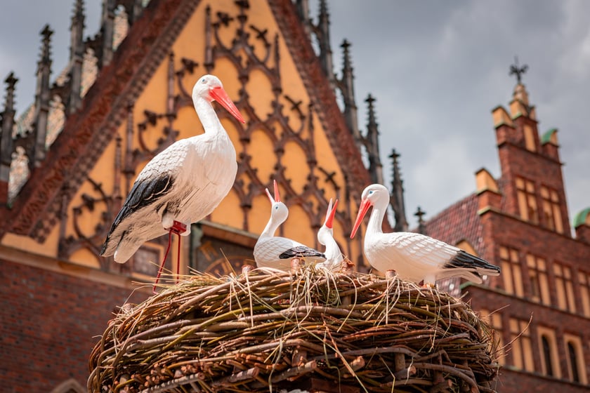 Pierwszy dzień Jarmarku Świętojańskiego na wrocławskim Rynku