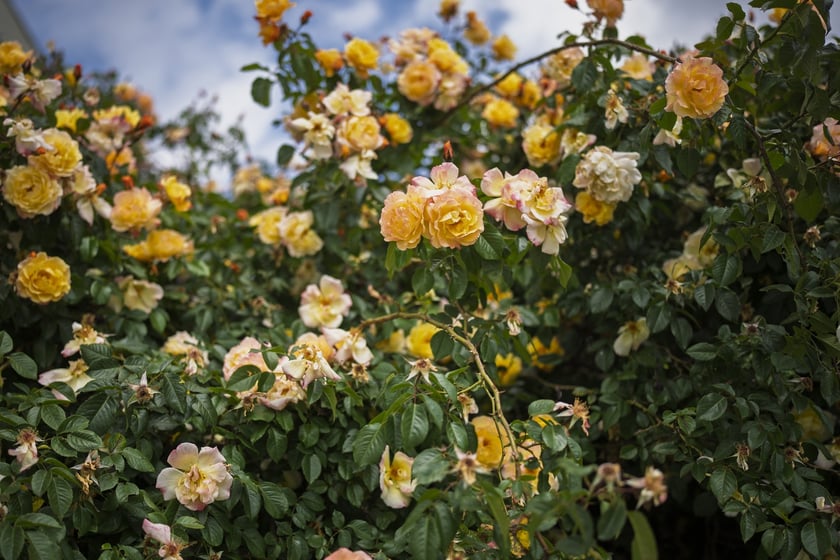 Krzaki r&oacute;ży tworzą wyjątkowej urody ściankę przy pl. Wolności