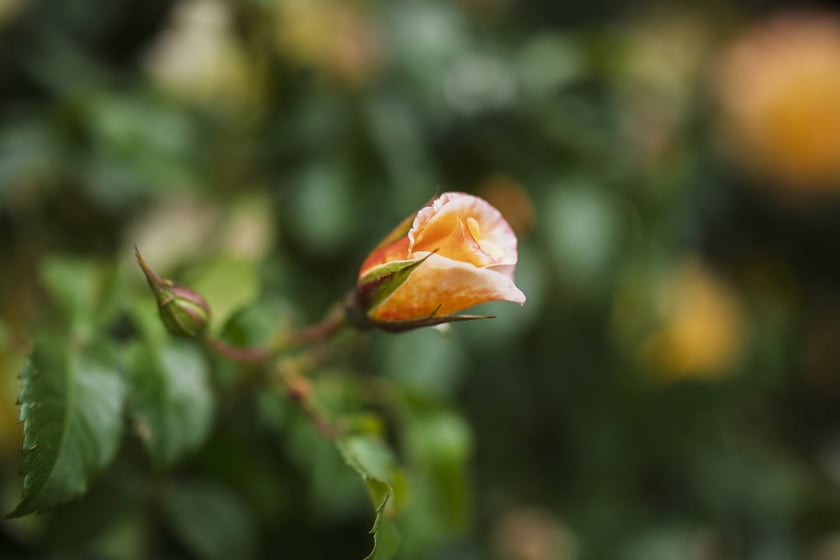Krzaki r&oacute;ży tworzą wyjątkowej urody ściankę przy pl. Wolności