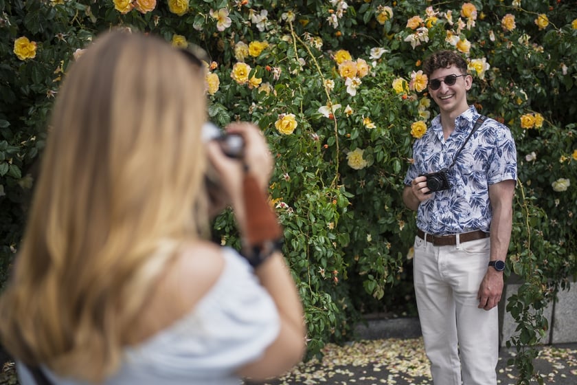 Krzaki r&oacute;ży tworzą wyjątkowej urody ściankę przy pl. Wolności