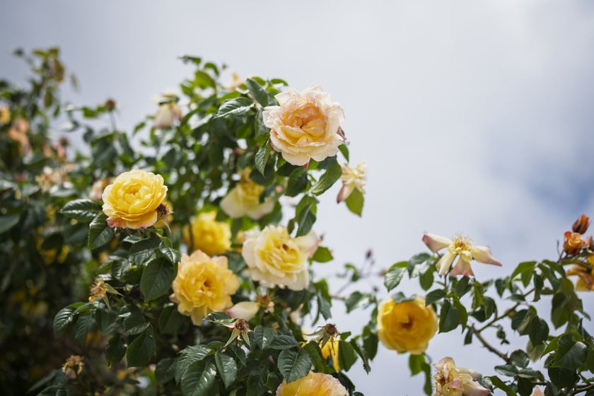 Krzaki r&oacute;ży tworzą wyjątkowej urody ściankę przy pl. Wolności