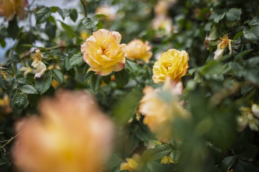 Krzaki r&oacute;ży tworzą wyjątkowej urody ściankę przy pl. Wolności