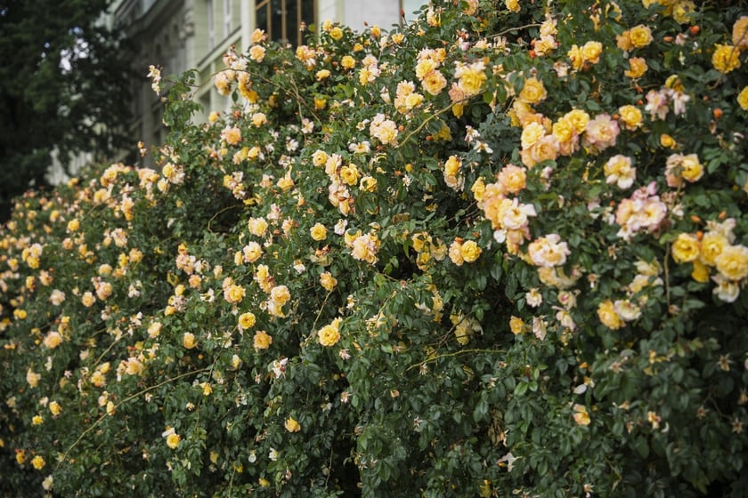 Krzaki r&oacute;ży tworzą wyjątkowej urody ściankę przy pl. Wolności