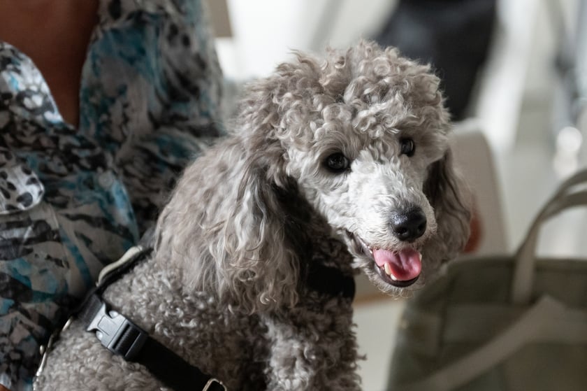 Aplikacja VetApp pomoże wrocławianom, kt&oacute;rzy posiadają zwierzęta