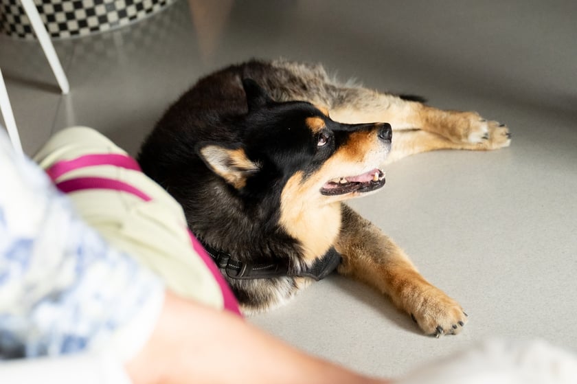 Aplikacja VetApp pomoże wrocławianom, kt&oacute;rzy posiadają zwierzęta