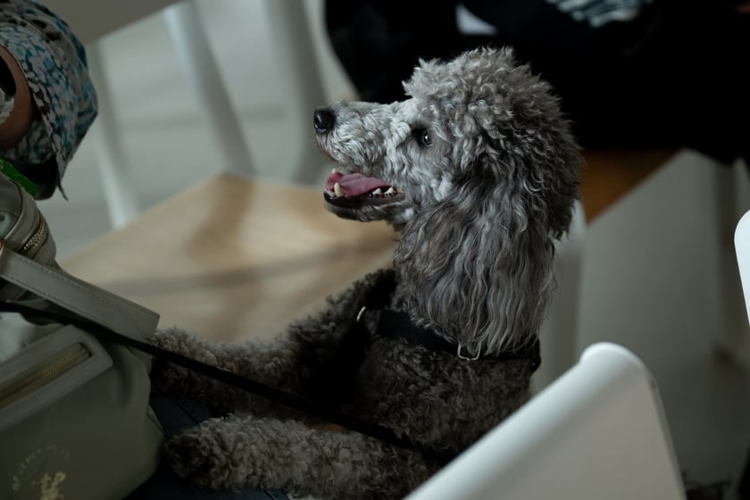 Aplikacja VetApp pomoże wrocławianom, kt&oacute;rzy posiadają zwierzęta