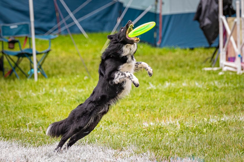 Mistrzostwa Polski Dogfrisbee 2025 - latające psy w parku Południowym