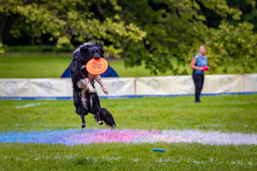 Mistrzostwa Polski Dogfrisbee 2025 - latające psy w parku Południowym