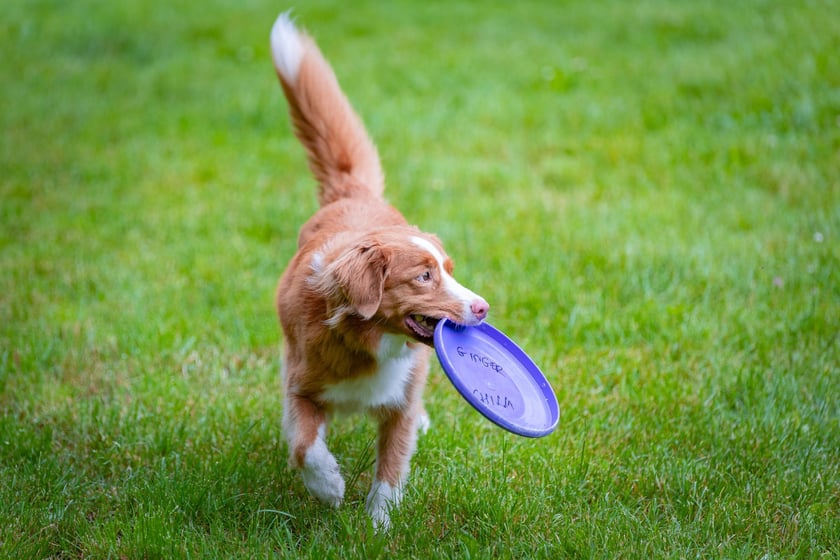 Mistrzostwa Polski Dogfrisbee 2025 - latające psy w parku Południowym