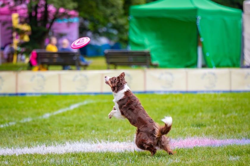 Mistrzostwa Polski Dogfrisbee 2025 - latające psy w parku Południowym