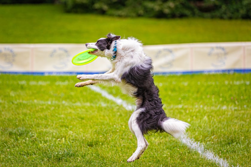 Mistrzostwa Polski Dogfrisbee 2025 - latające psy w parku Południowym