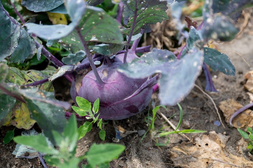 Spotkanie na Farmie Miejskiej, 18 lipca 2025