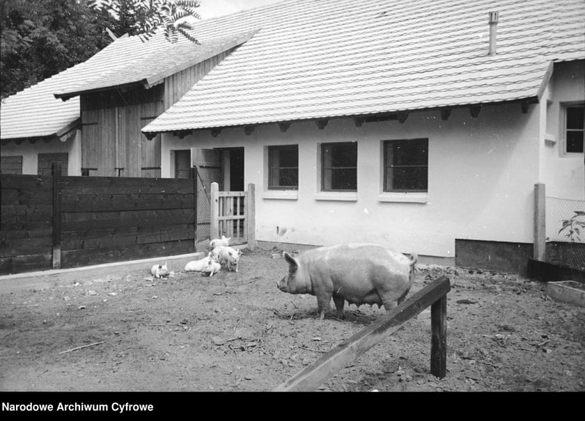 Wystawa Ziem Odzyskanych otwarta 21 lipca 1948 roku