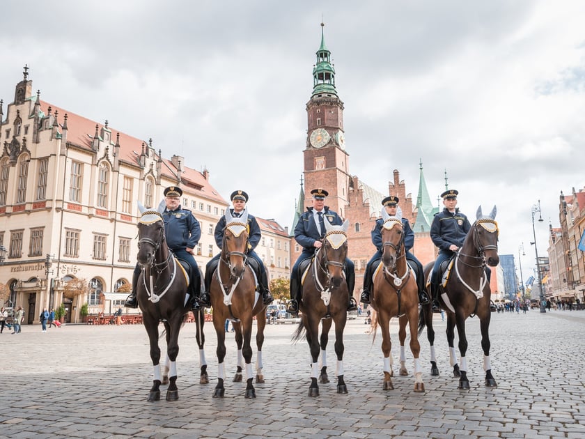 Konie Straży Miejskiej we Wrocławiu