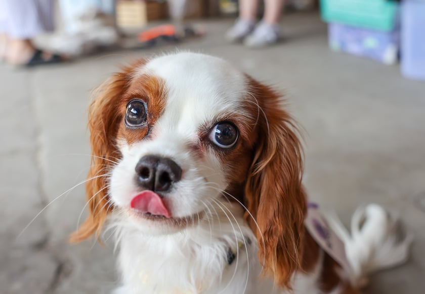 Targi dla zwierzaków na Świebodzkim