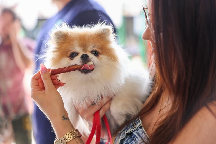Targi dla zwierzaków na Świebodzkim