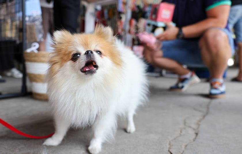 Targi dla zwierzaków na Świebodzkim