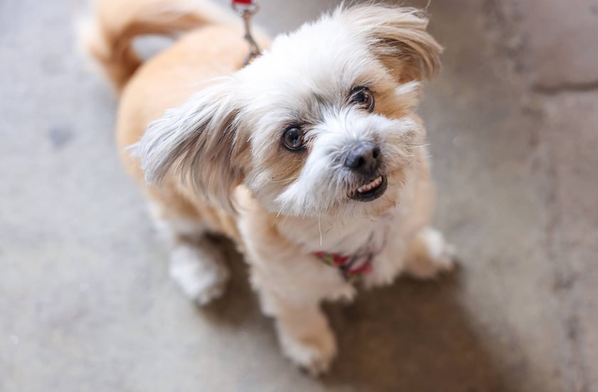 Targi dla zwierzaków na Świebodzkim