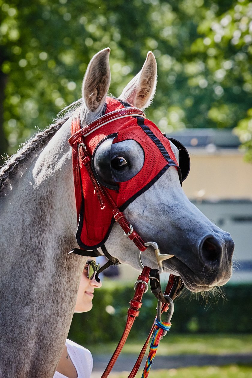 7 dzień wyścigowy na Partynicach - 10.08.25