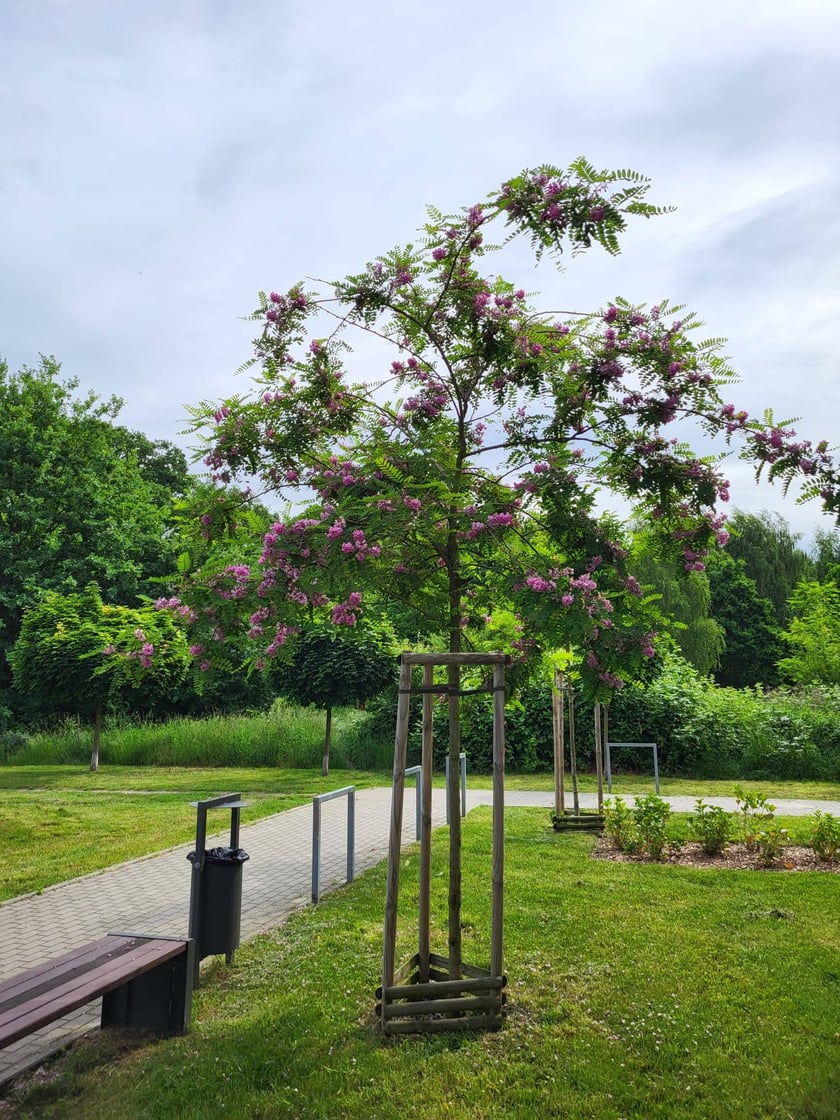 Leśnica, osiedle TBS Wrocław, nowe nasadzenia roślin